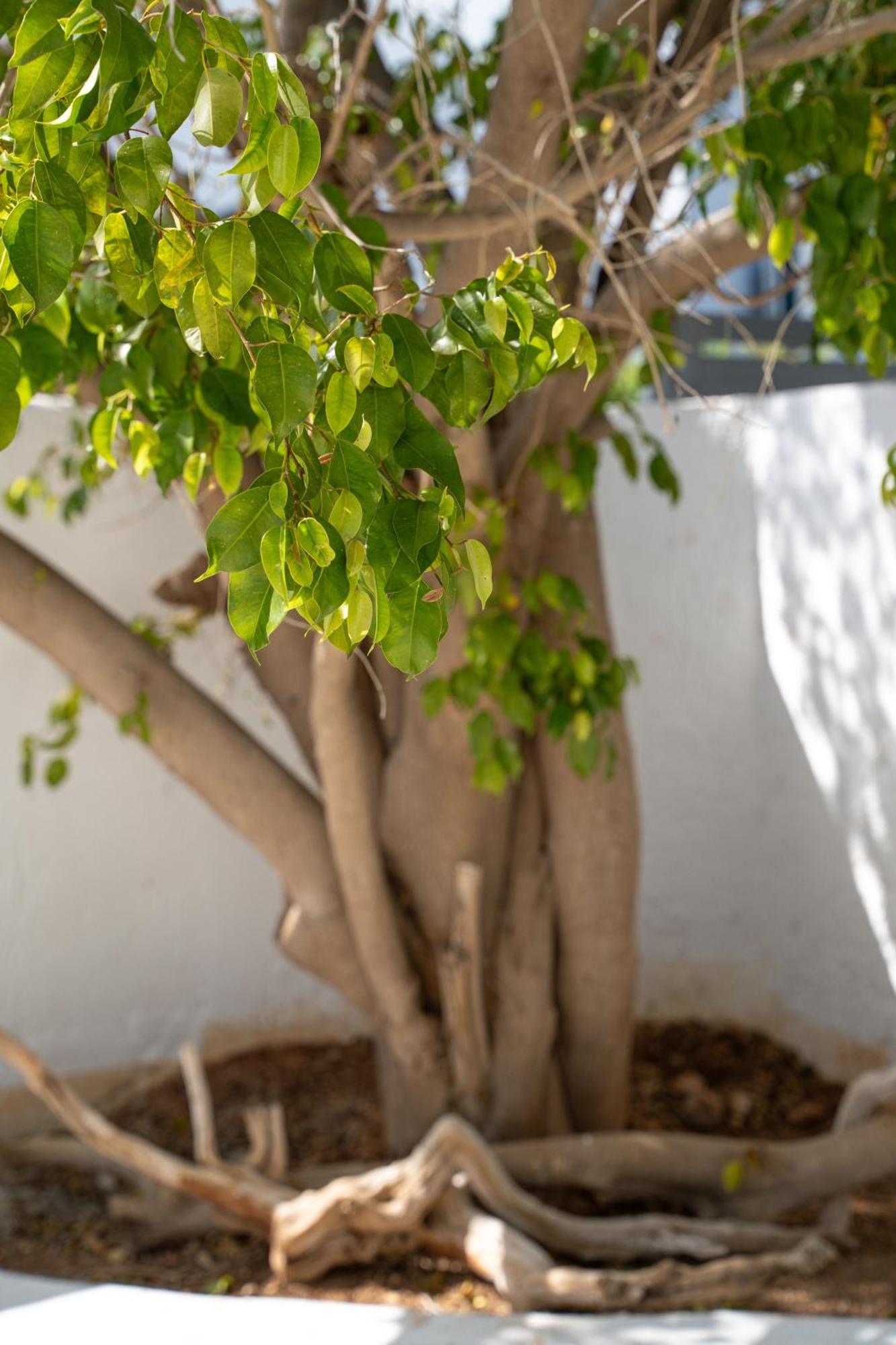 Apollonas & Sibylla Villa Chorio  Exterior foto